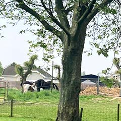 BoomKlundert