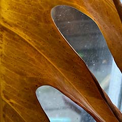 Monstera